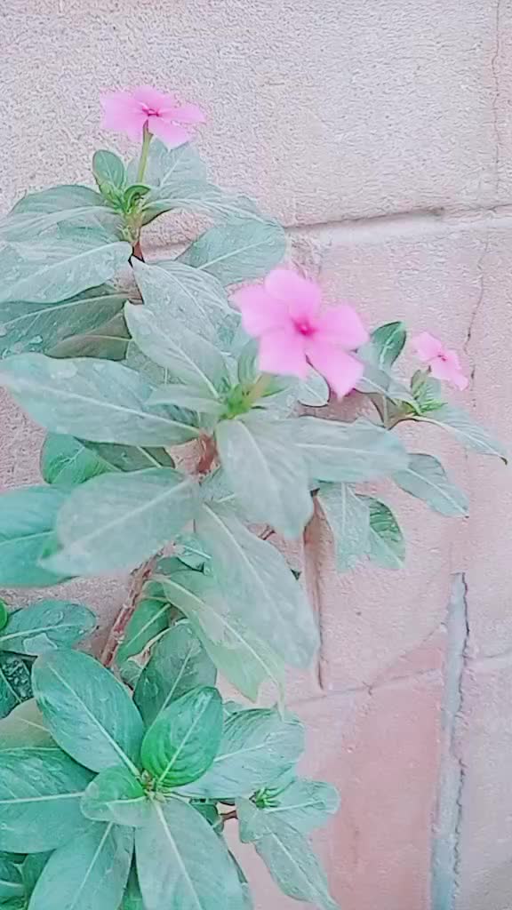 @🥰jamshid Ali Arabic boy 😍🥰?