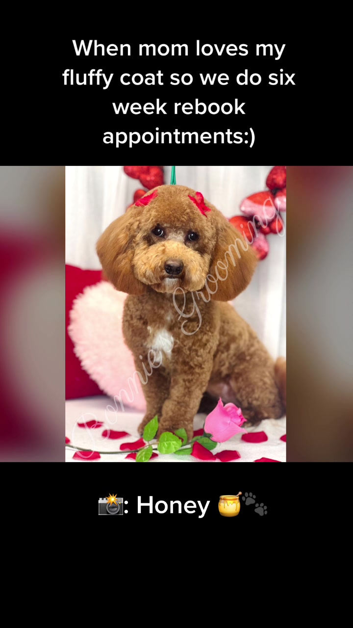 @Bonnies Grooming Llc