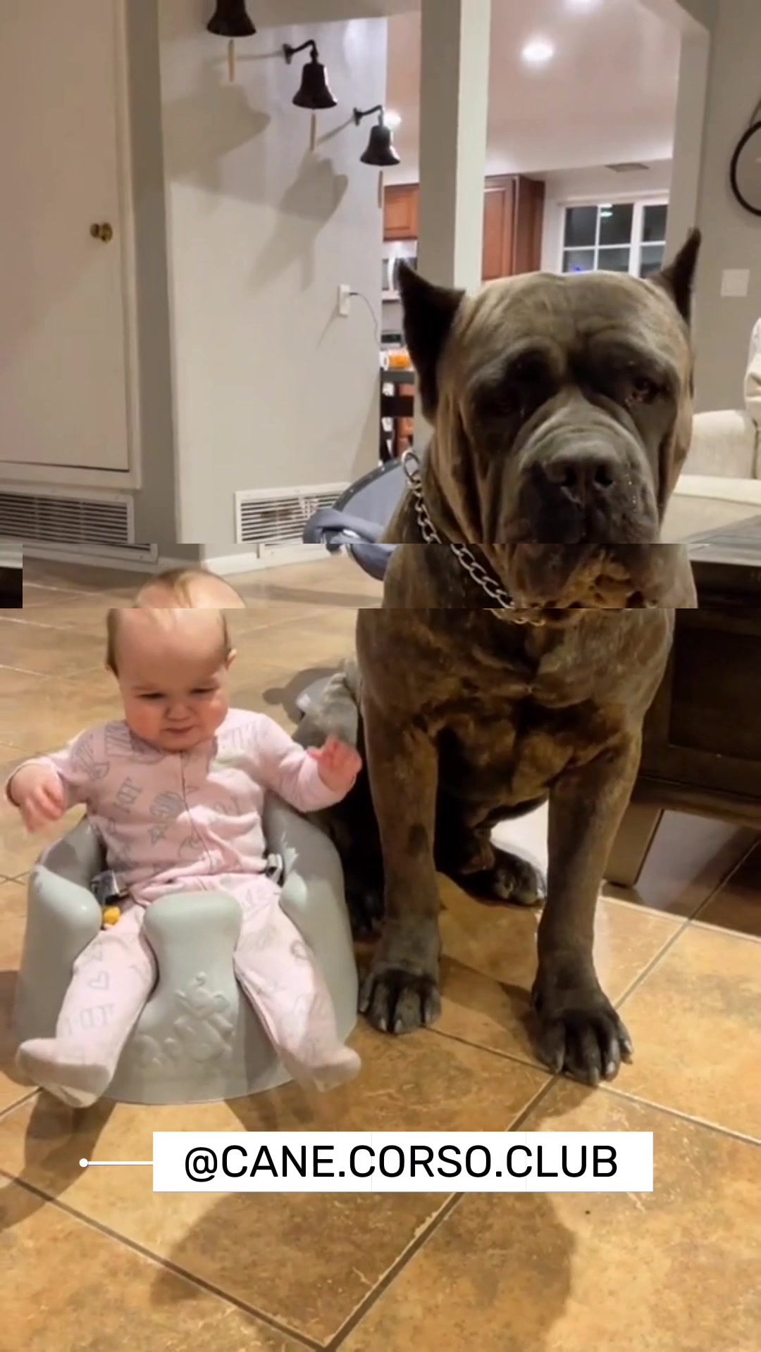 @CANE CORSO CLUB