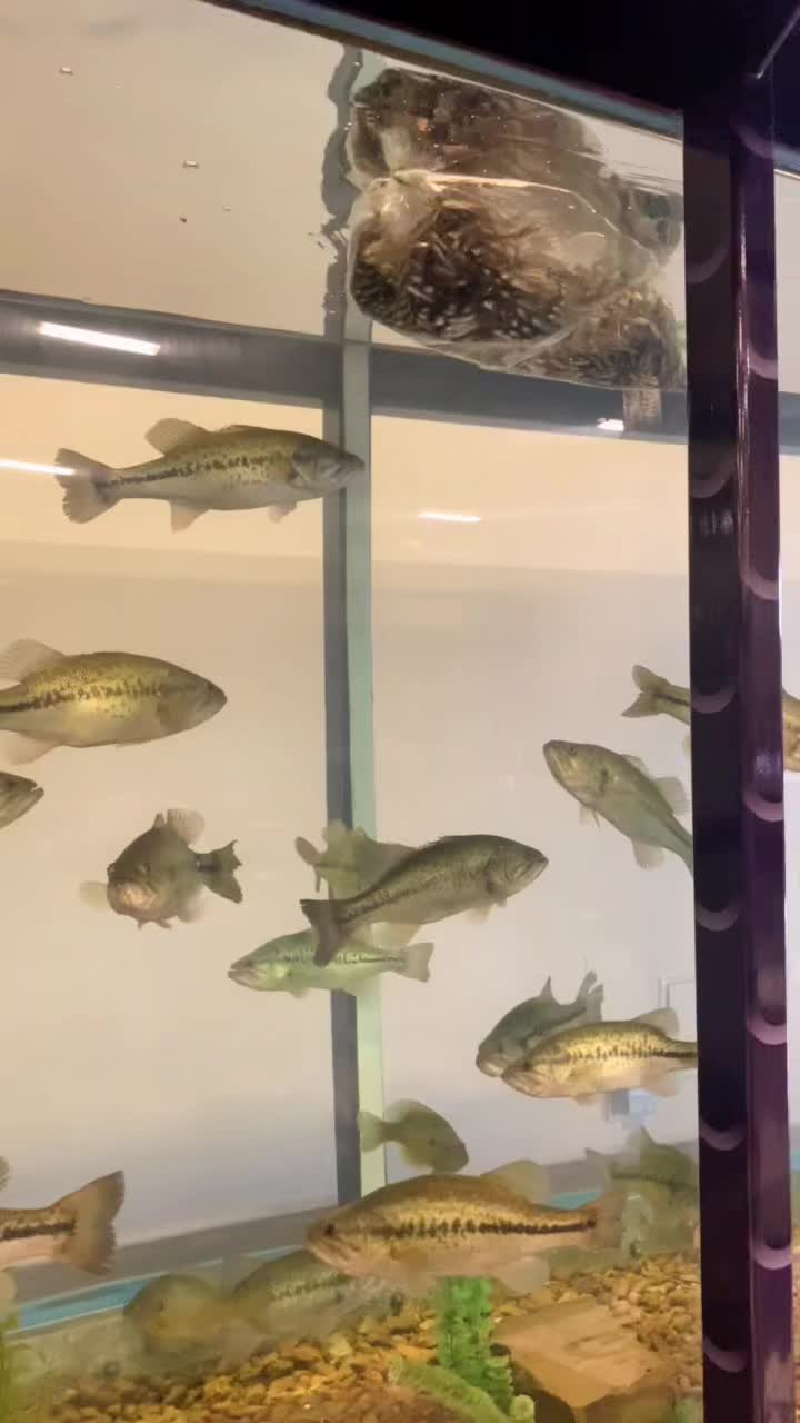 @Hamilton Bait & Tackle