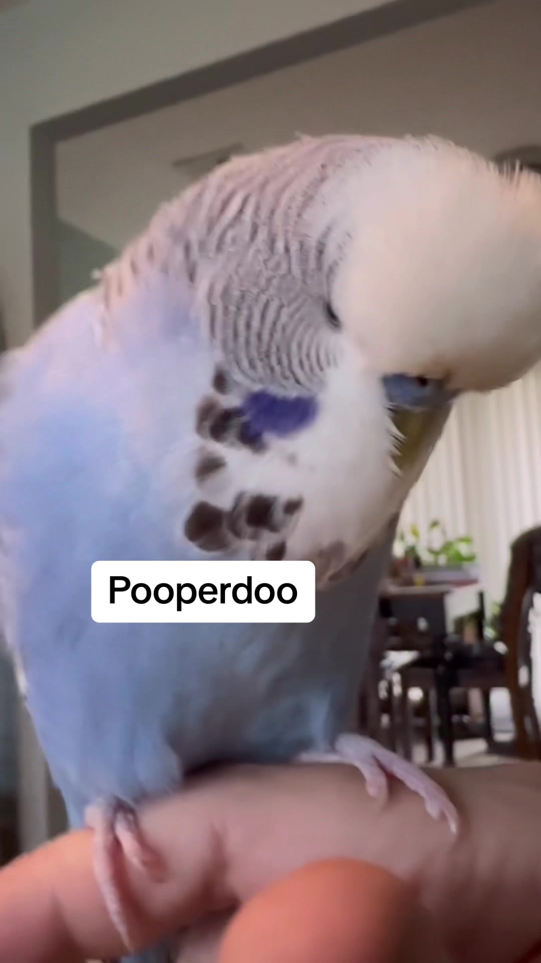 @Rupeedoo