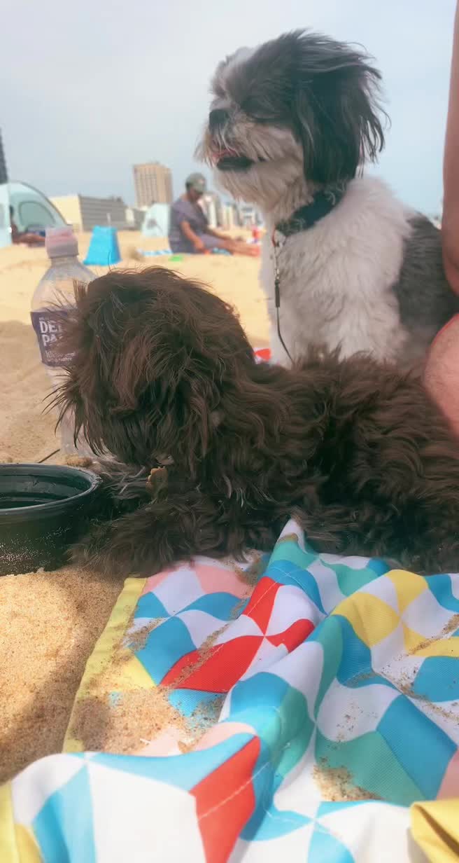@Shih Tzu family adventures