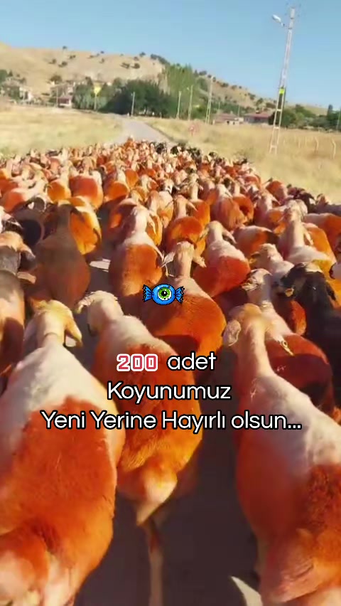 @✎﹏﹏𝐾𝑎𝑑𝑖𝑟 Ş𝑎ℎî𝑛﹏﹏