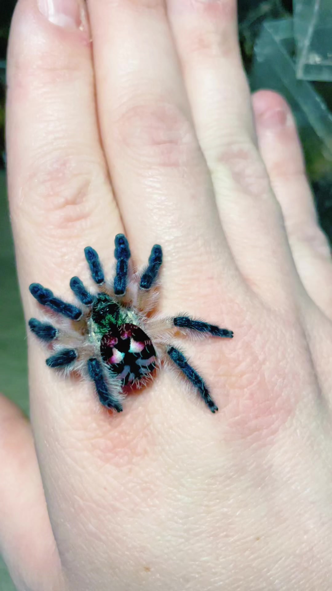 @✨🍃🕷️Peace.love.sativa🕷️🍃✨