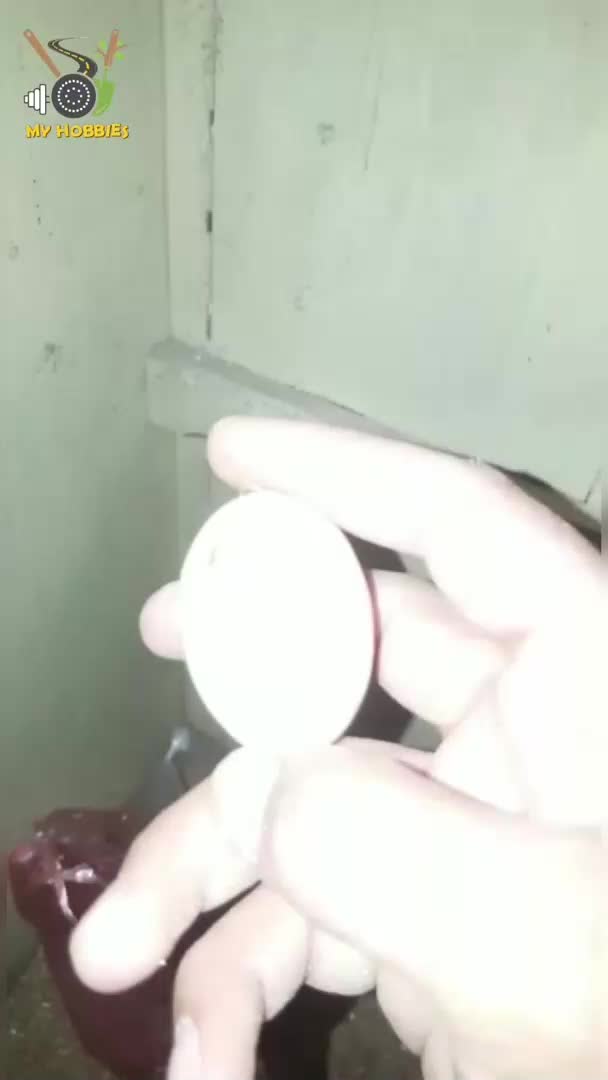 @2 Nikkamy
