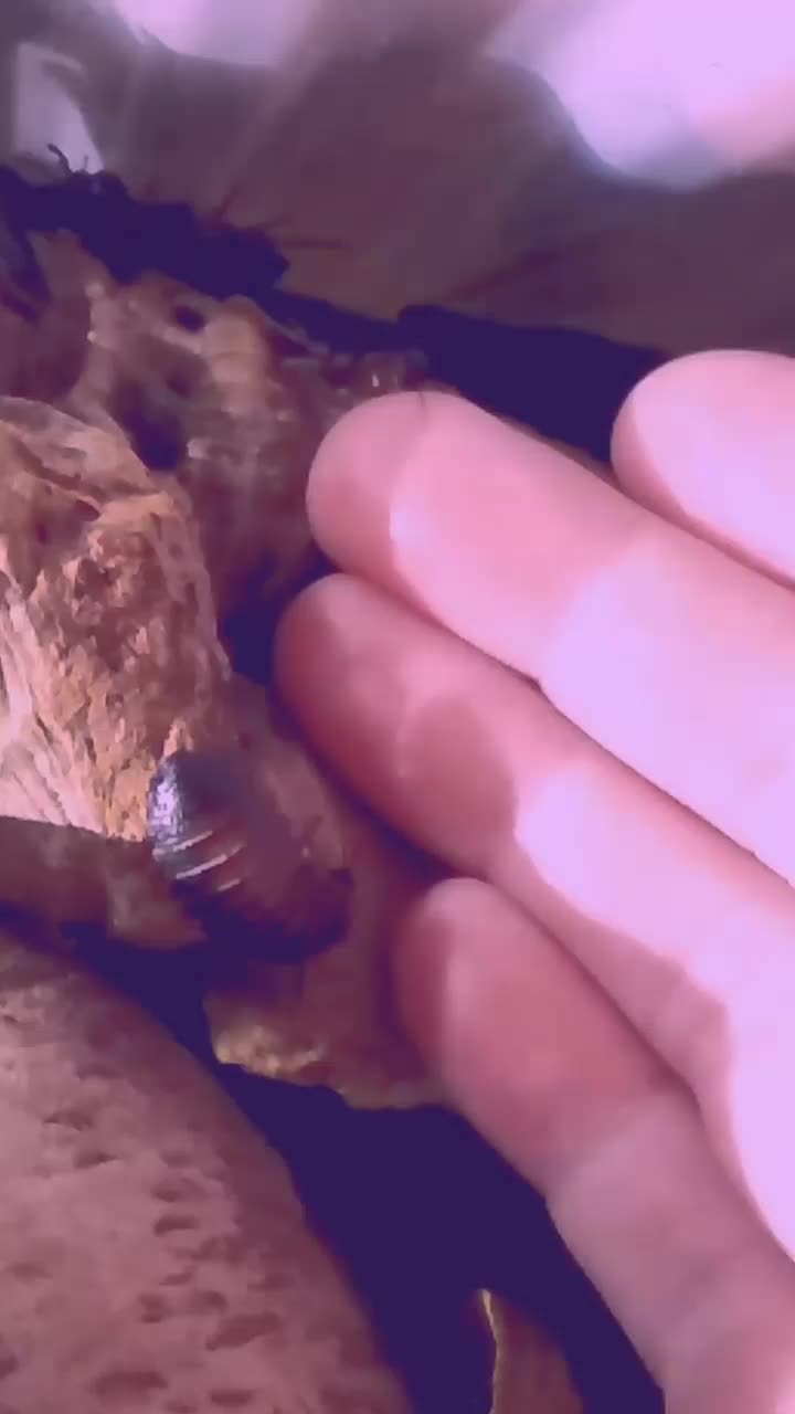 @scuttlefish