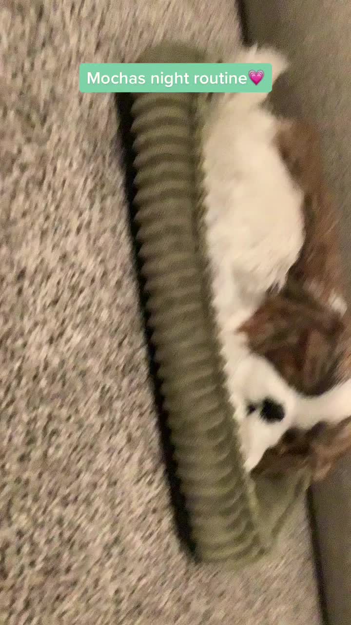 @Perfectpetzz💕
