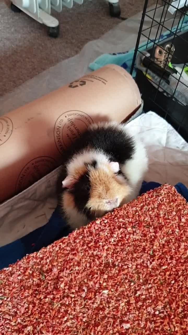 @Piggymassage
