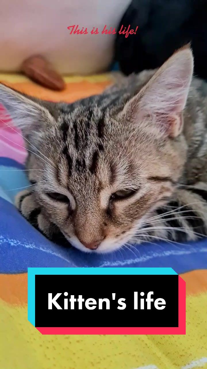@TsukiTheCat