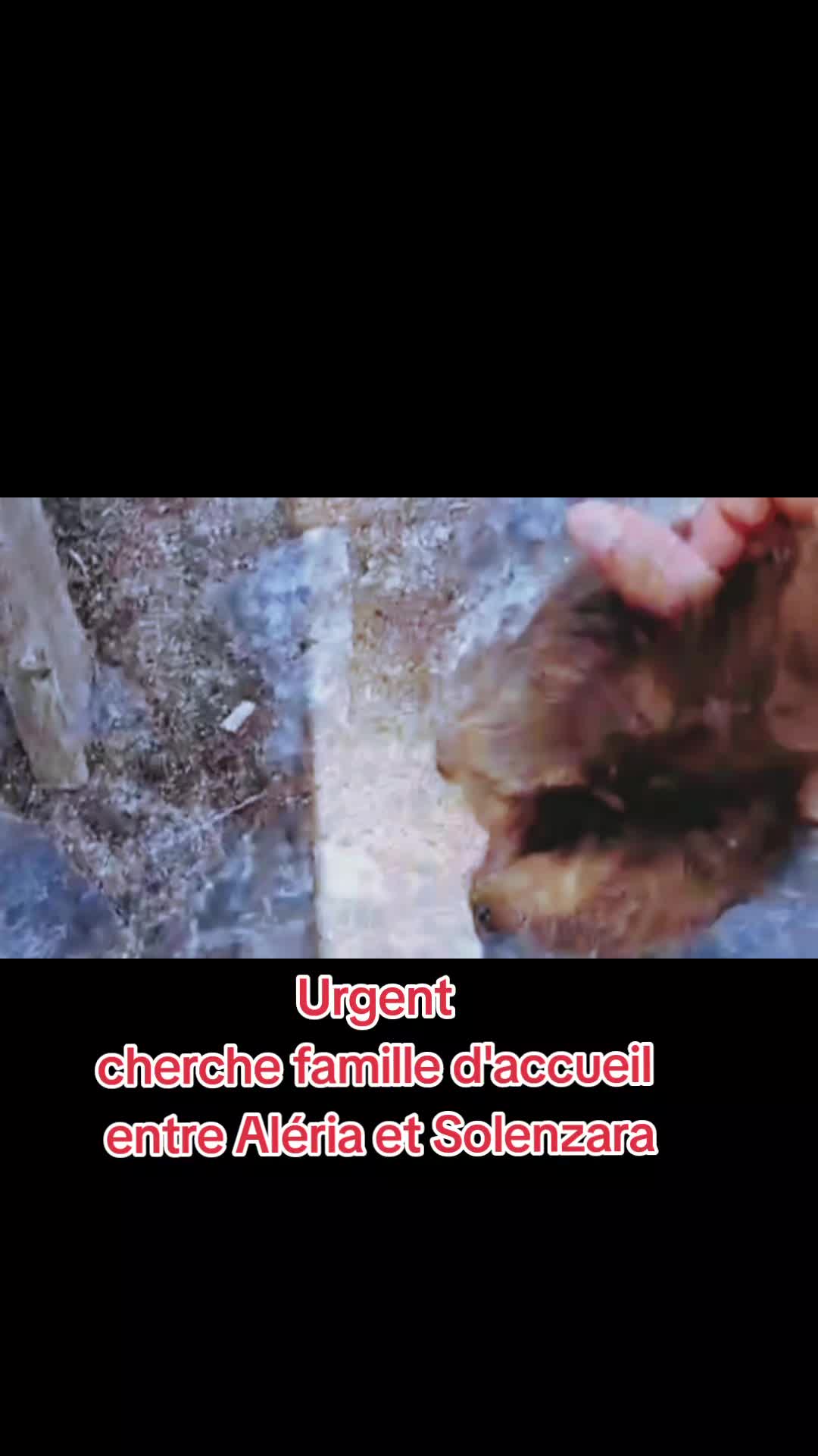 @Ass Les petits f&eacute;lins de Corse