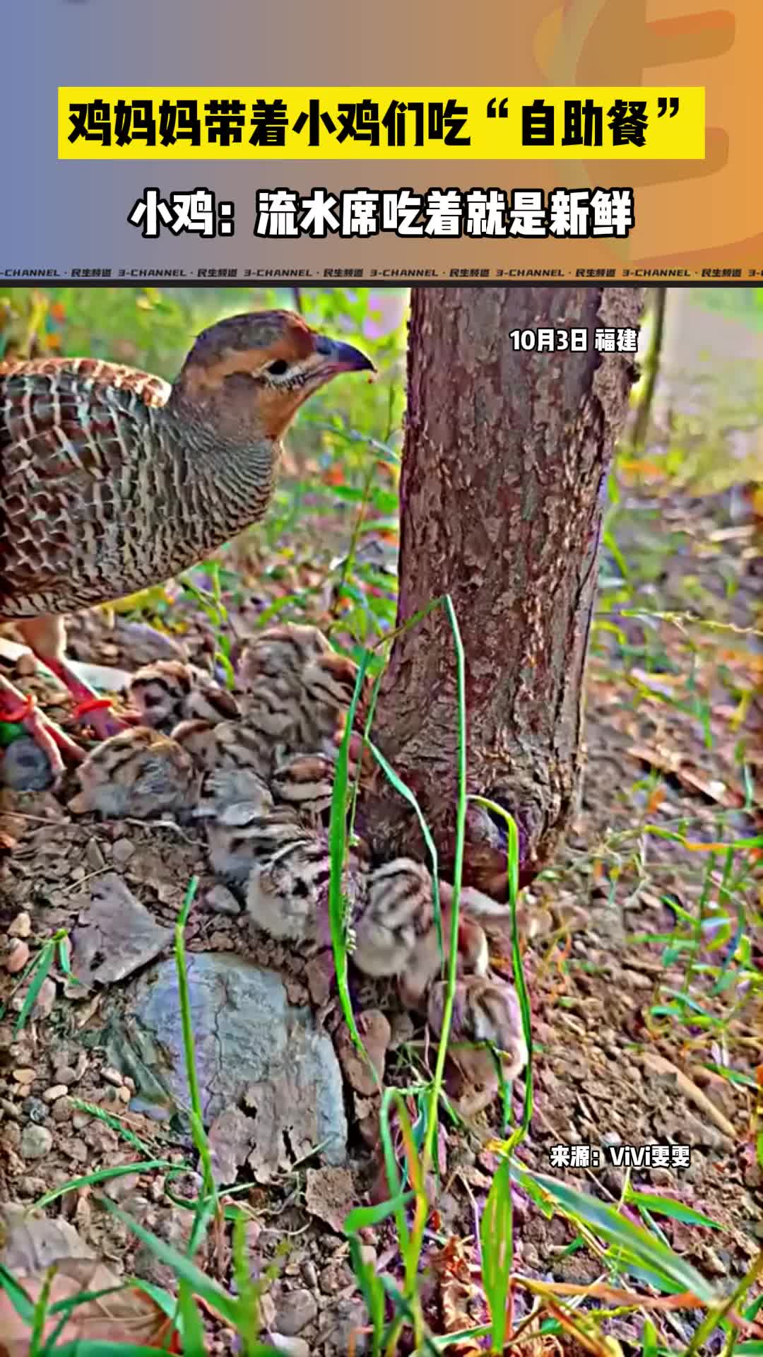 @追梦熊猫人