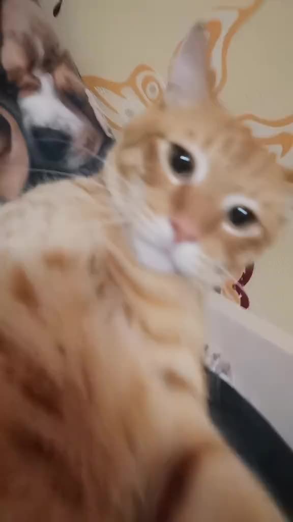 @Пбиджик