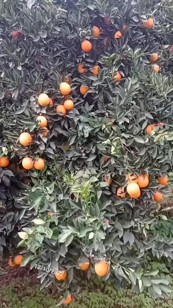 @راحيم المريول