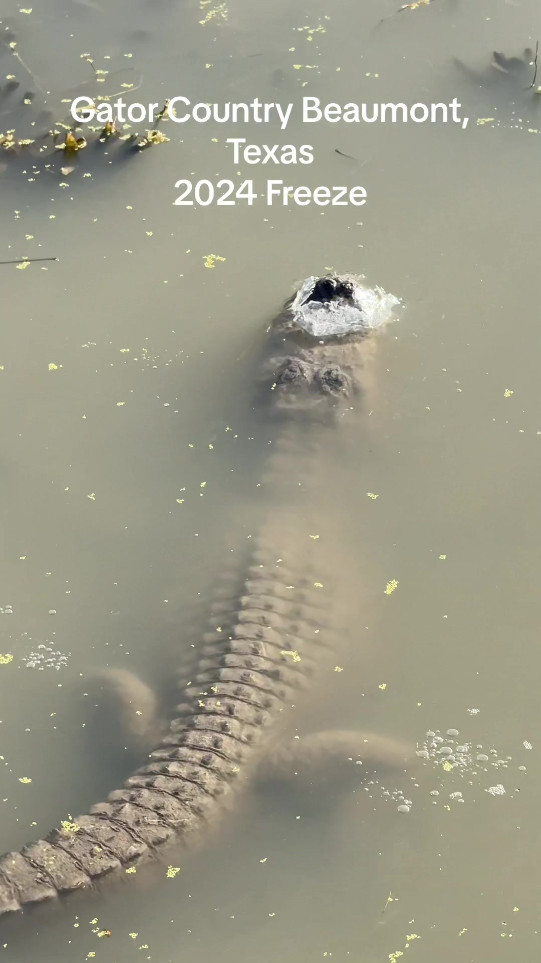 @Gator Country TX