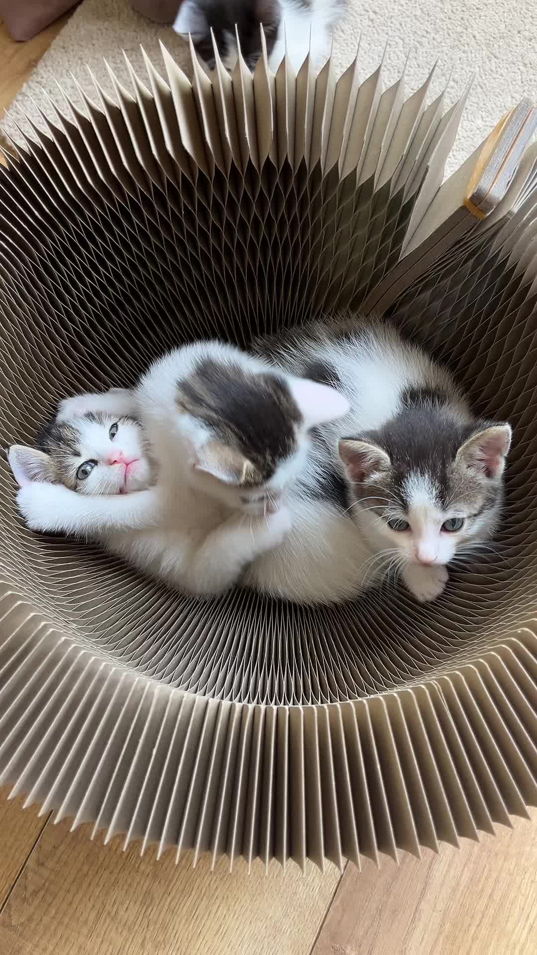 @Tootie The Cat