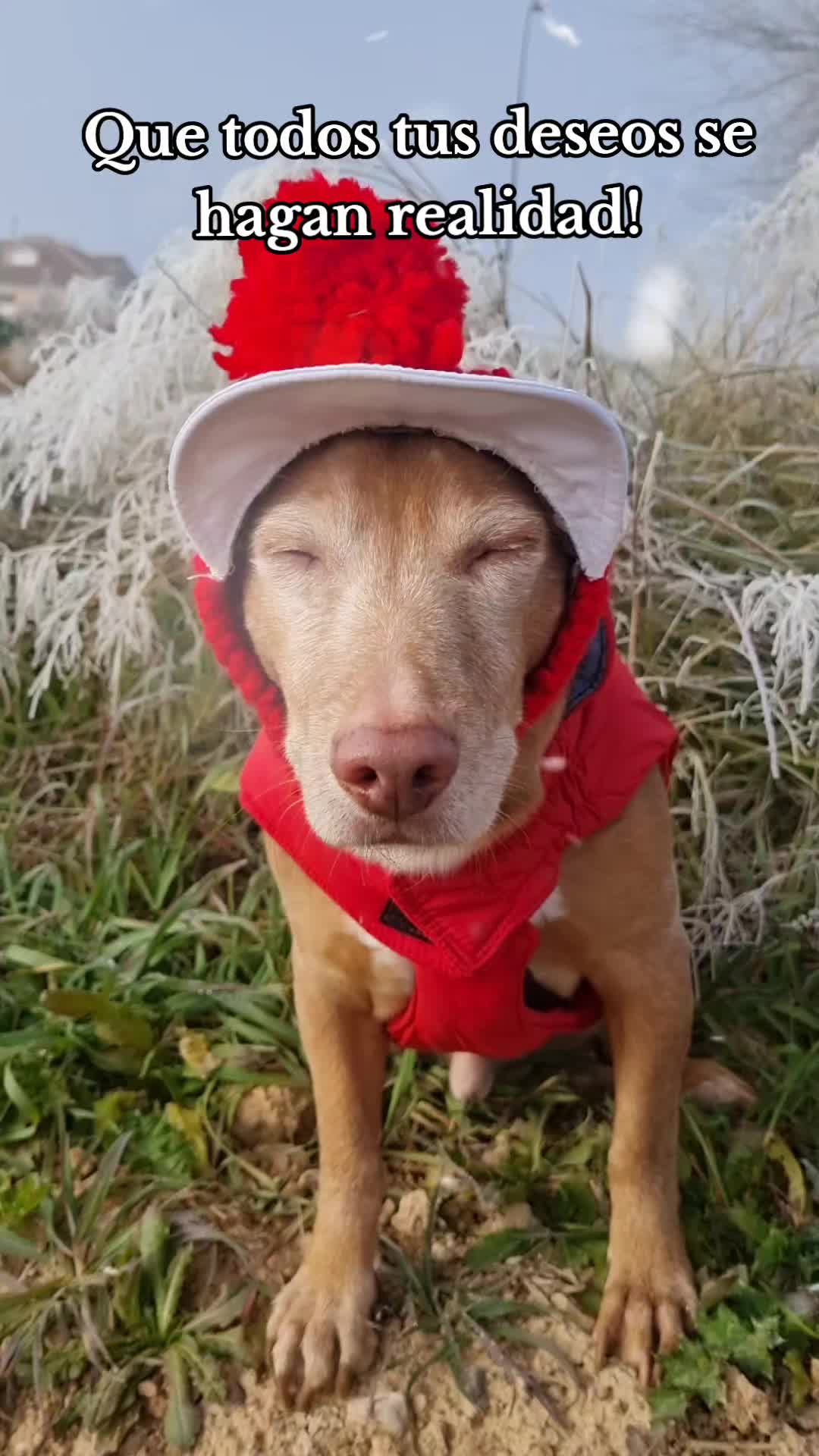 @Guffy_dog