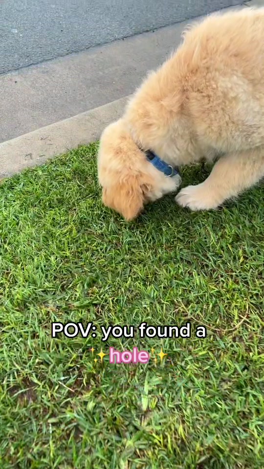 @Scout and Bailey 🐕🐶