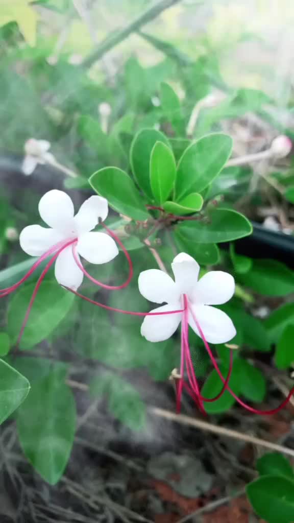 @vinod rao jadhav