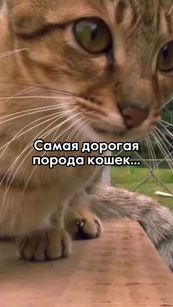 @podruzhki.facts