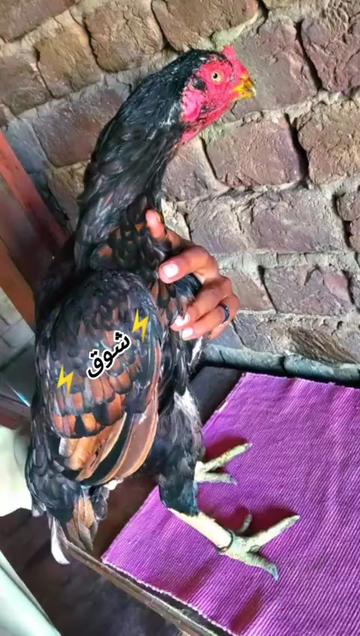 @🕷️😈⚢MOEEN⚢😈🕷️