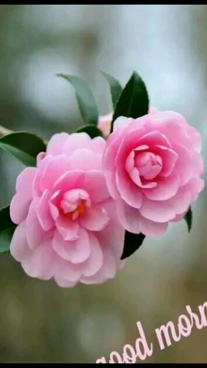 @saranya4884