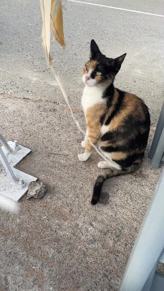 @CuteCat