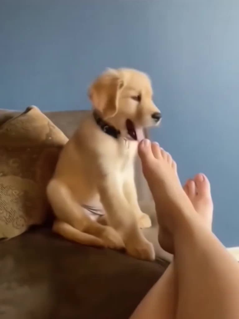 @Animal TV