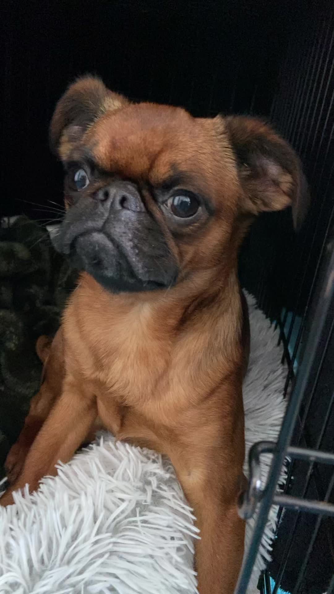@thedoguepile