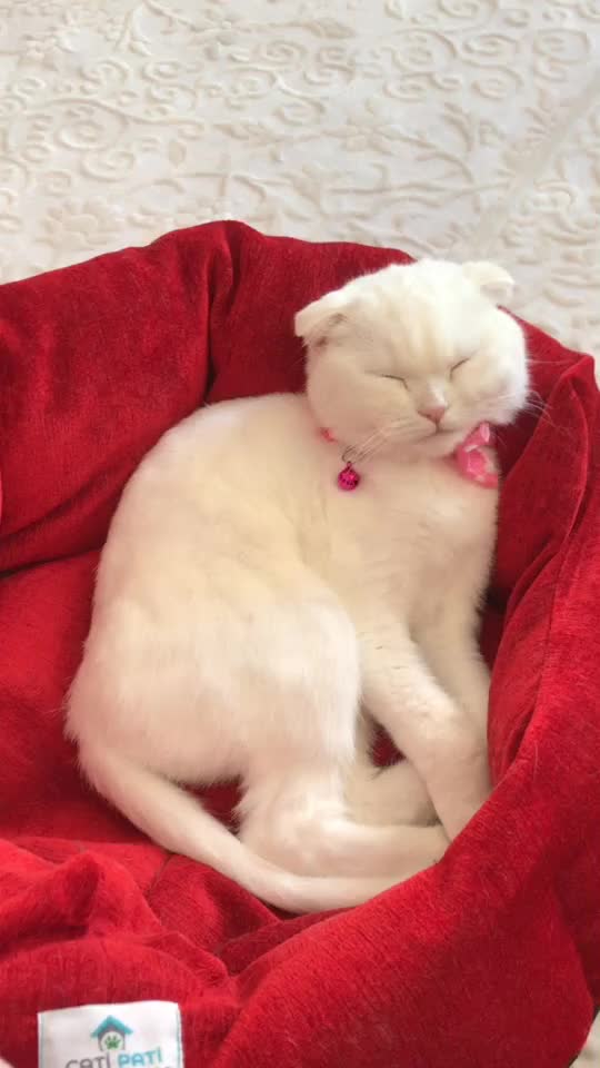 @poncik 🐱