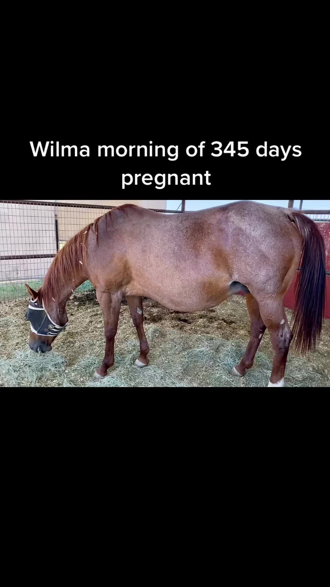 @Allthebaymares