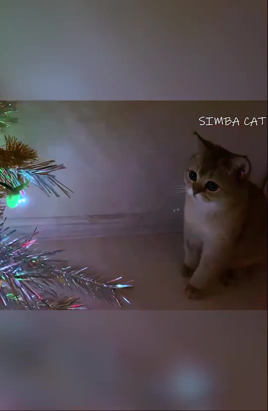 @Simba cat