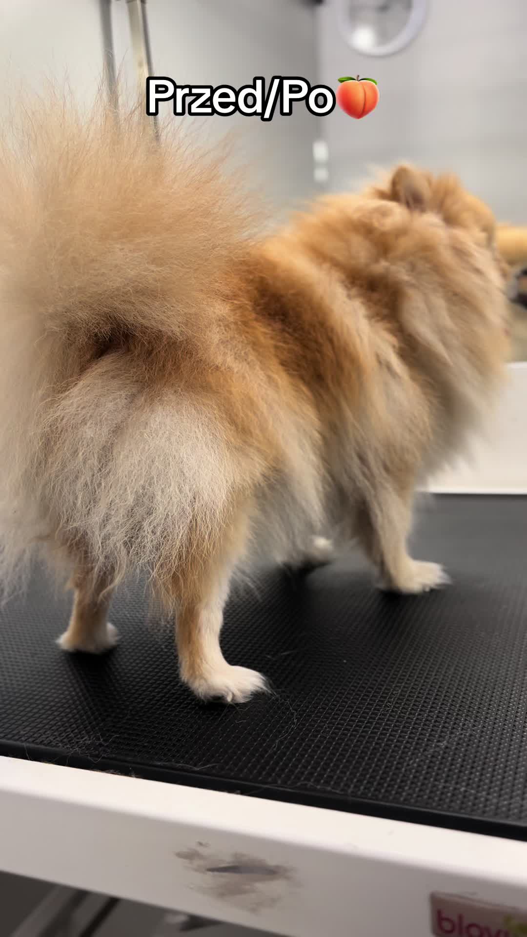 @PetStylist_Teti