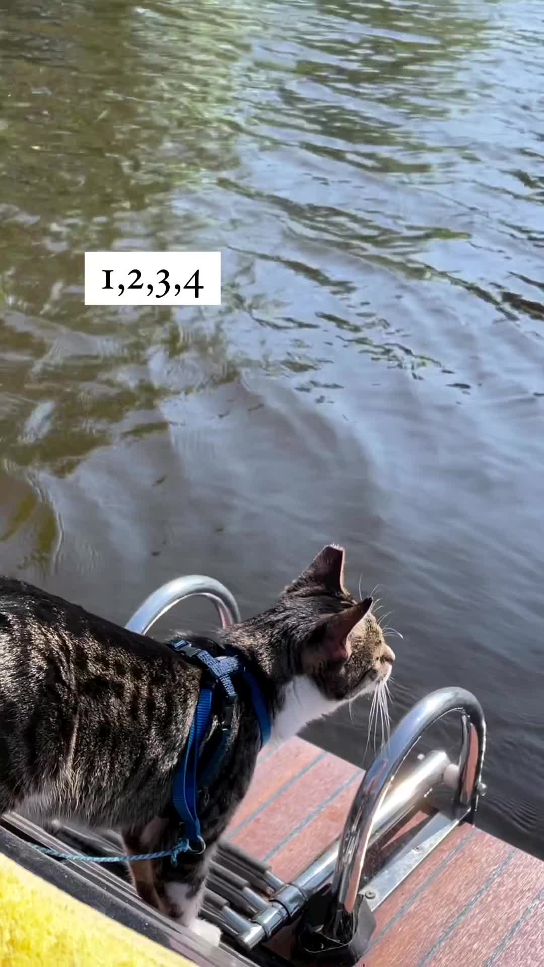 @Purrfect Spark