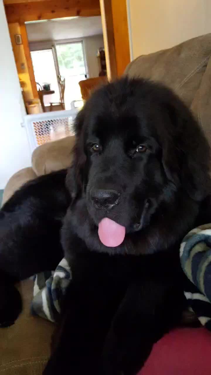 @dogmomof4