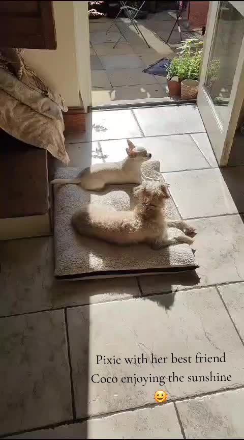 @PixiePup