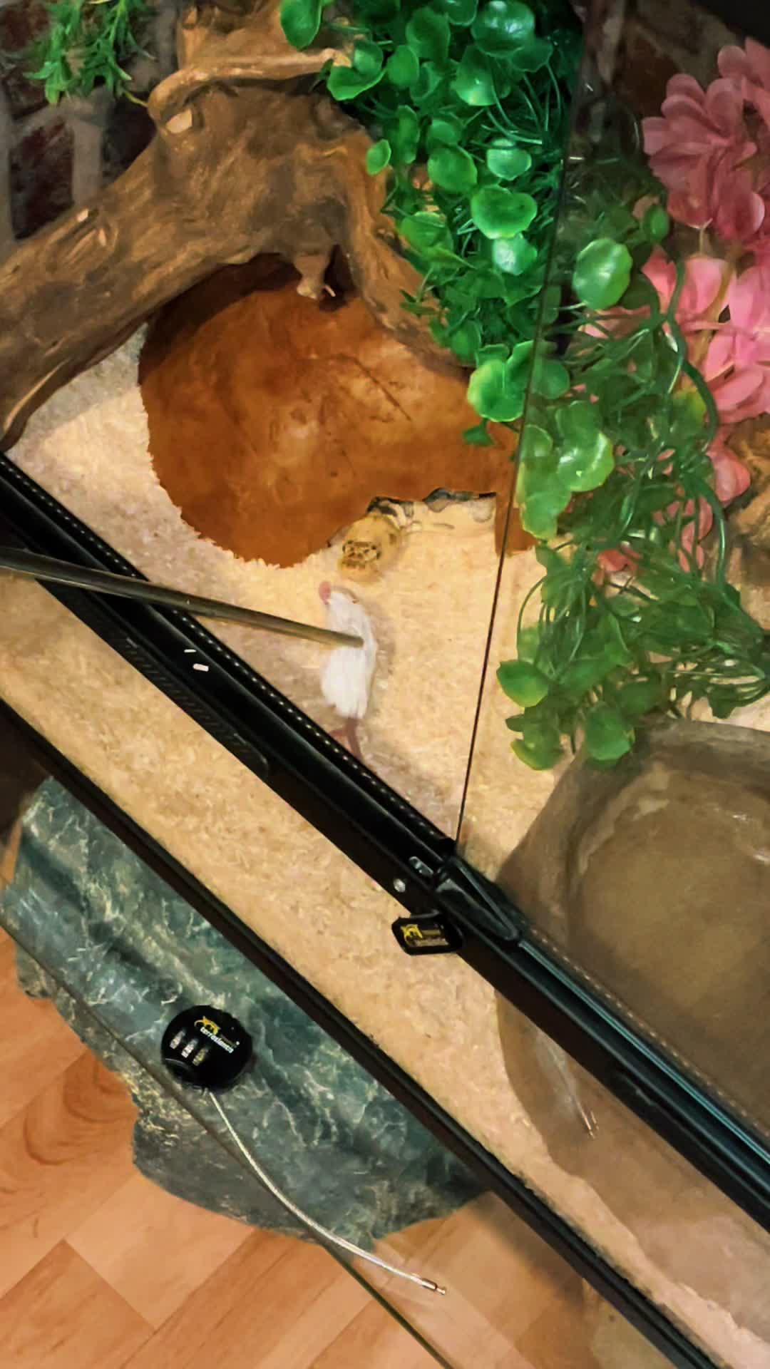 @C&N Reptiles & Co