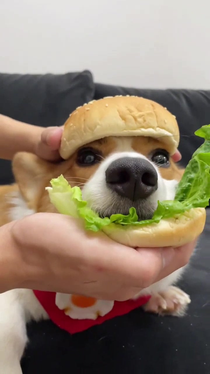 @vdogtv