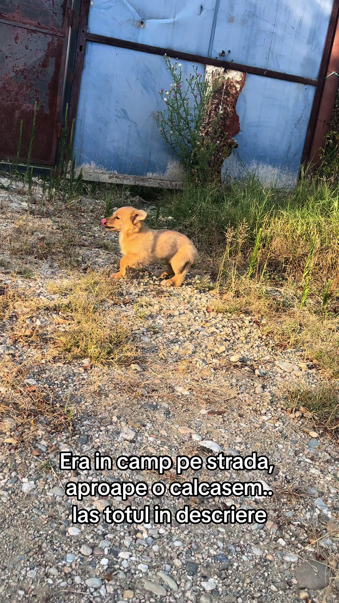 @Cojo 🦊