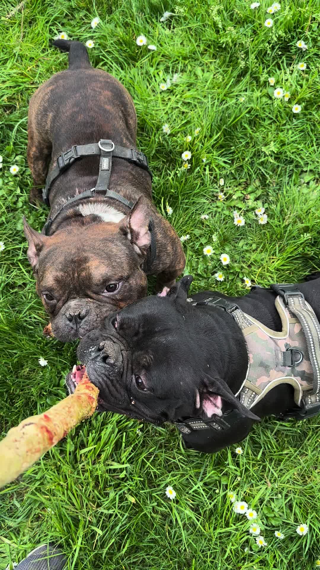 @mosthigh.bullycamp
