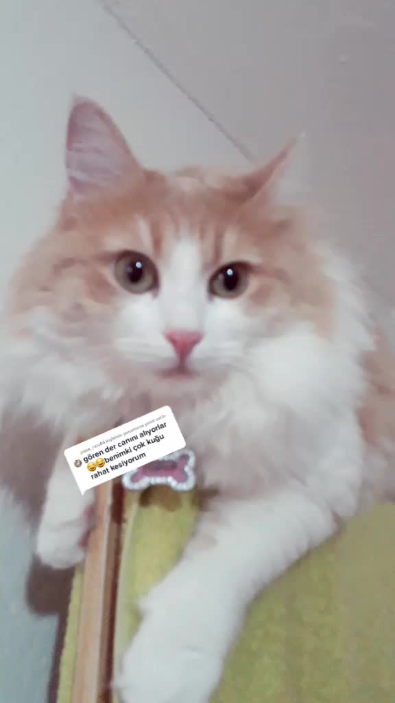 @korayçNk