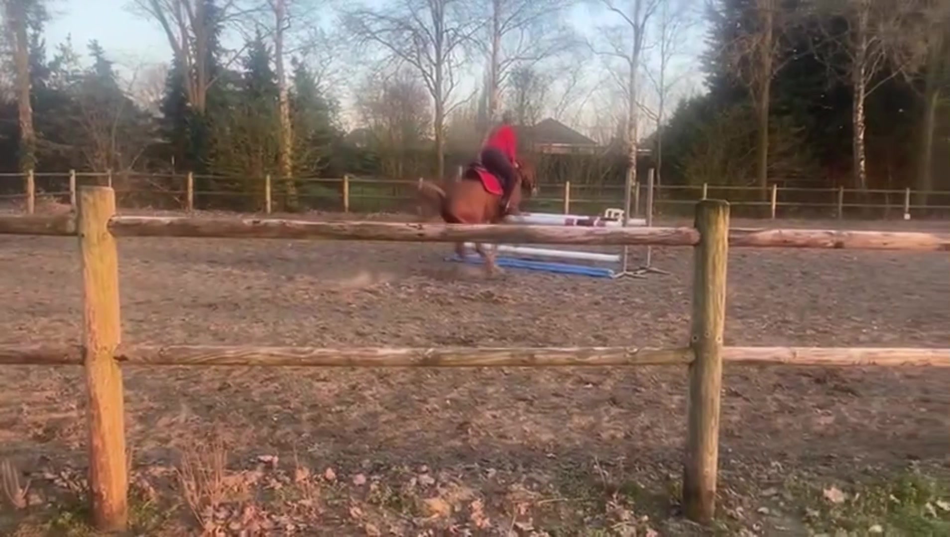 @Jumping Ponies 🔛🔝