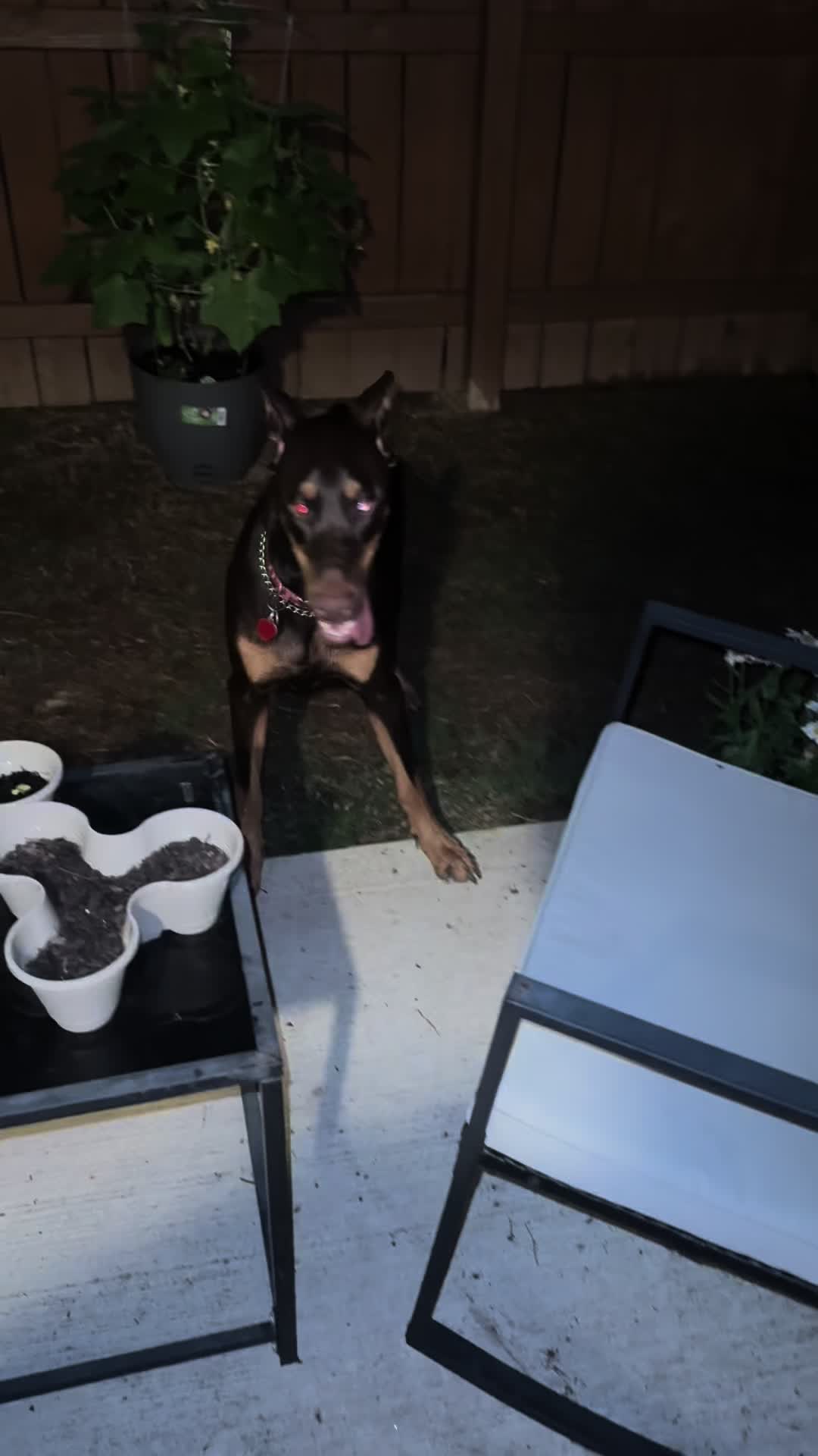 @ShantitheDobie