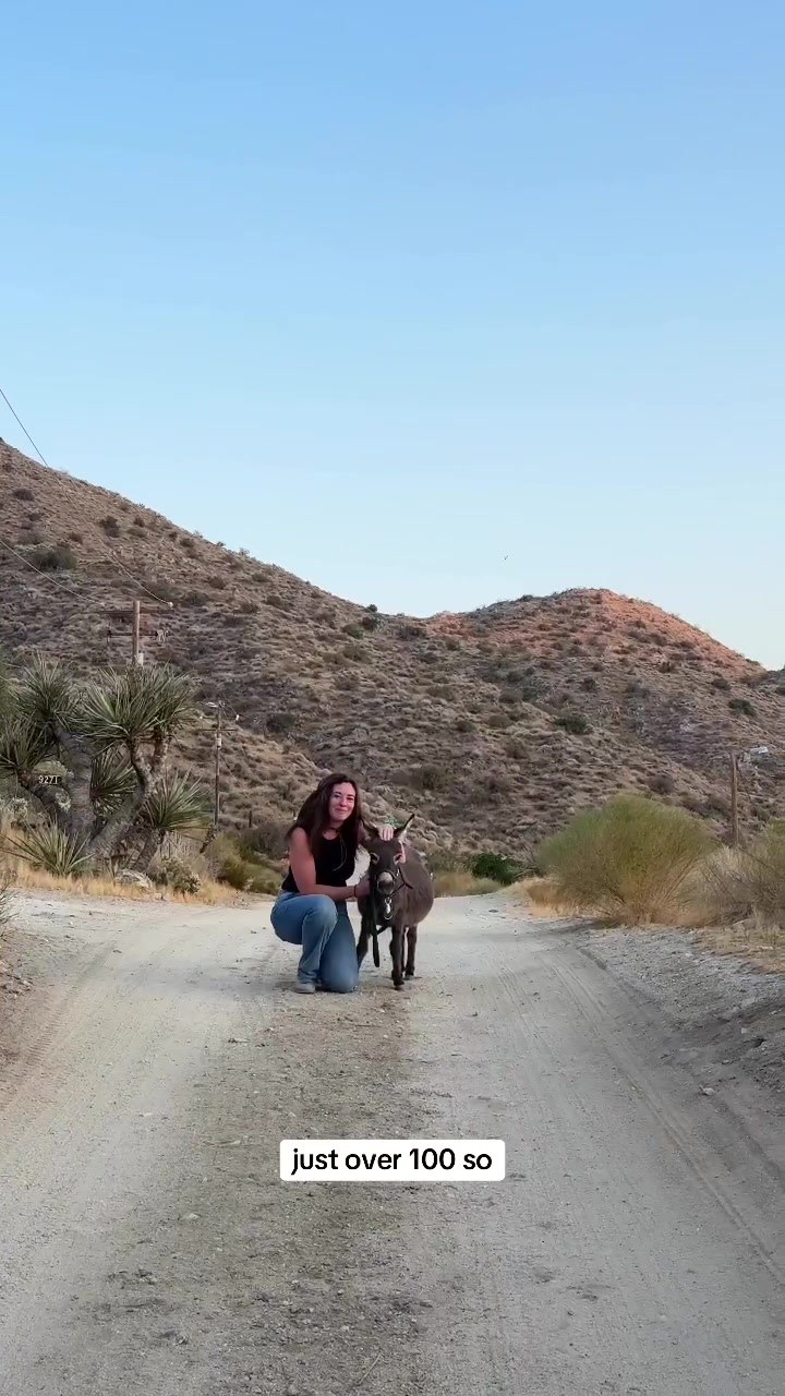 @mojaveminidonkeys