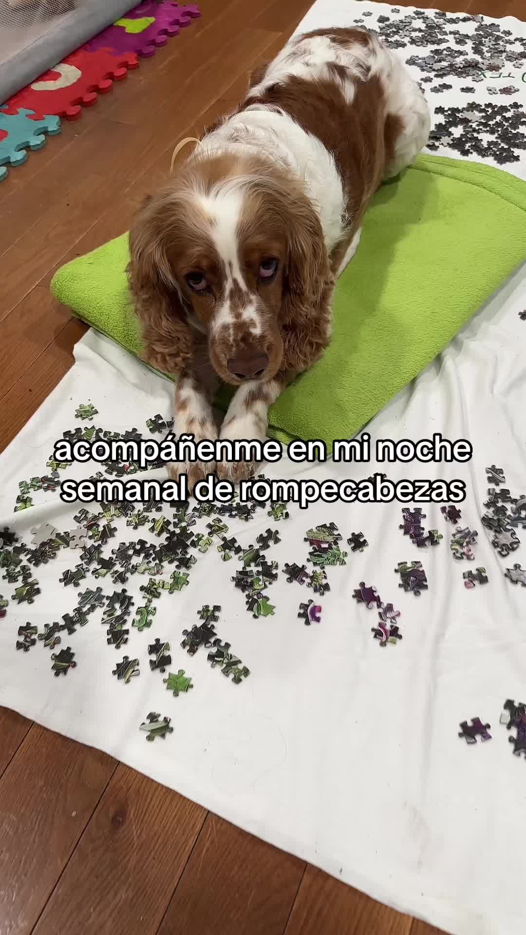 @Coco🐾✨