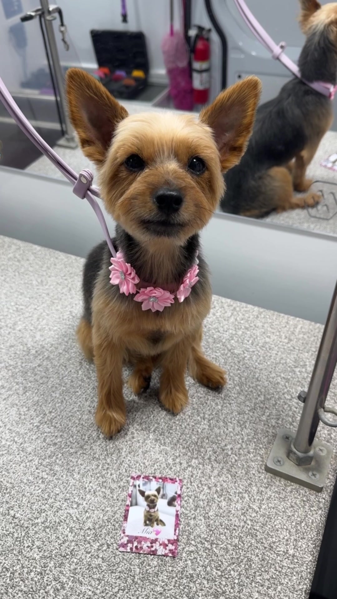 @the_Pawfectionist