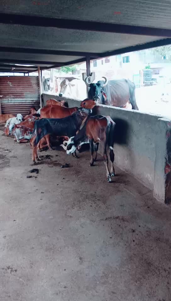@Tushar Rabari
