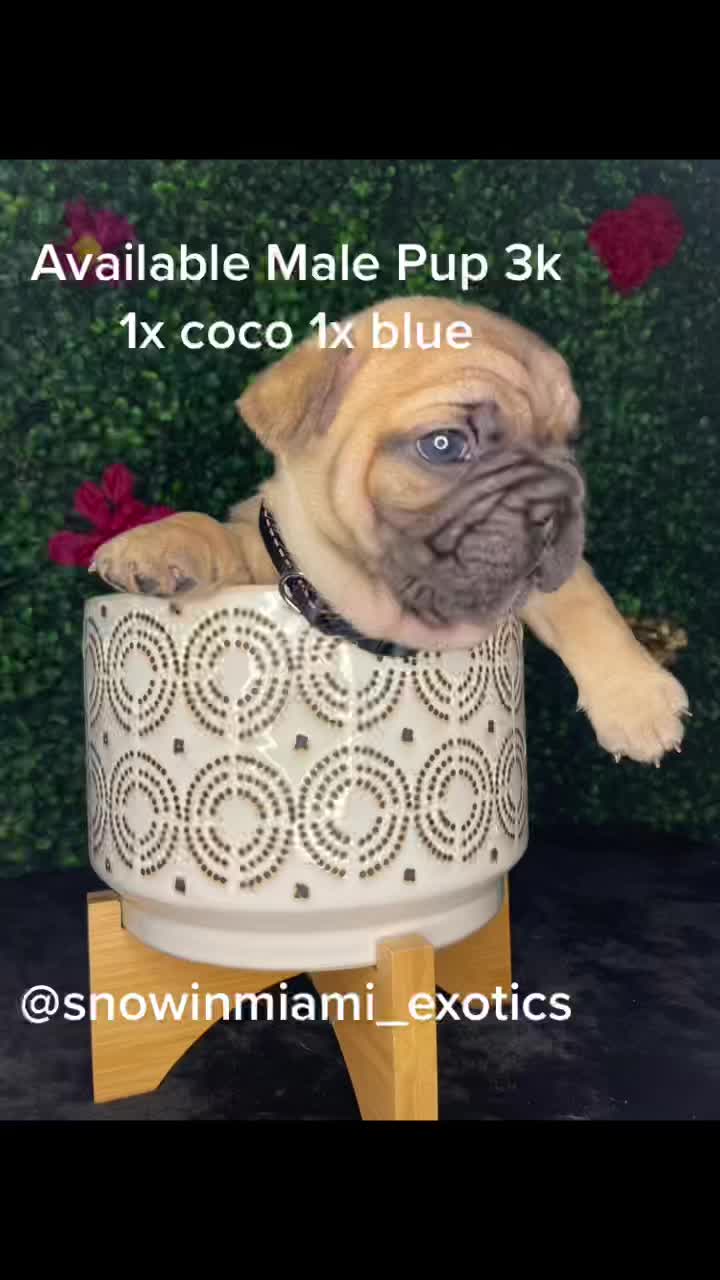 @Snow in Miami Exotiks