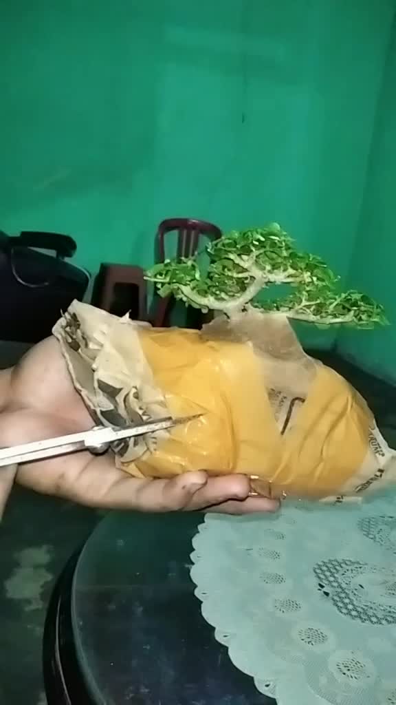 @Yanubonsai