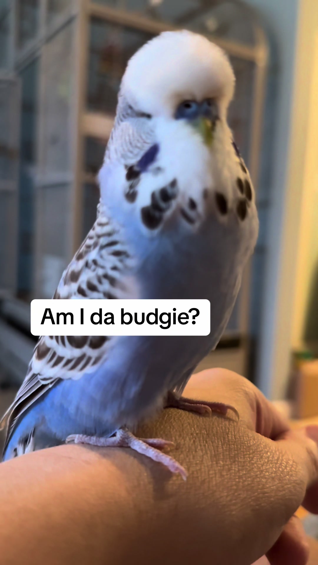 @Rupeedoo