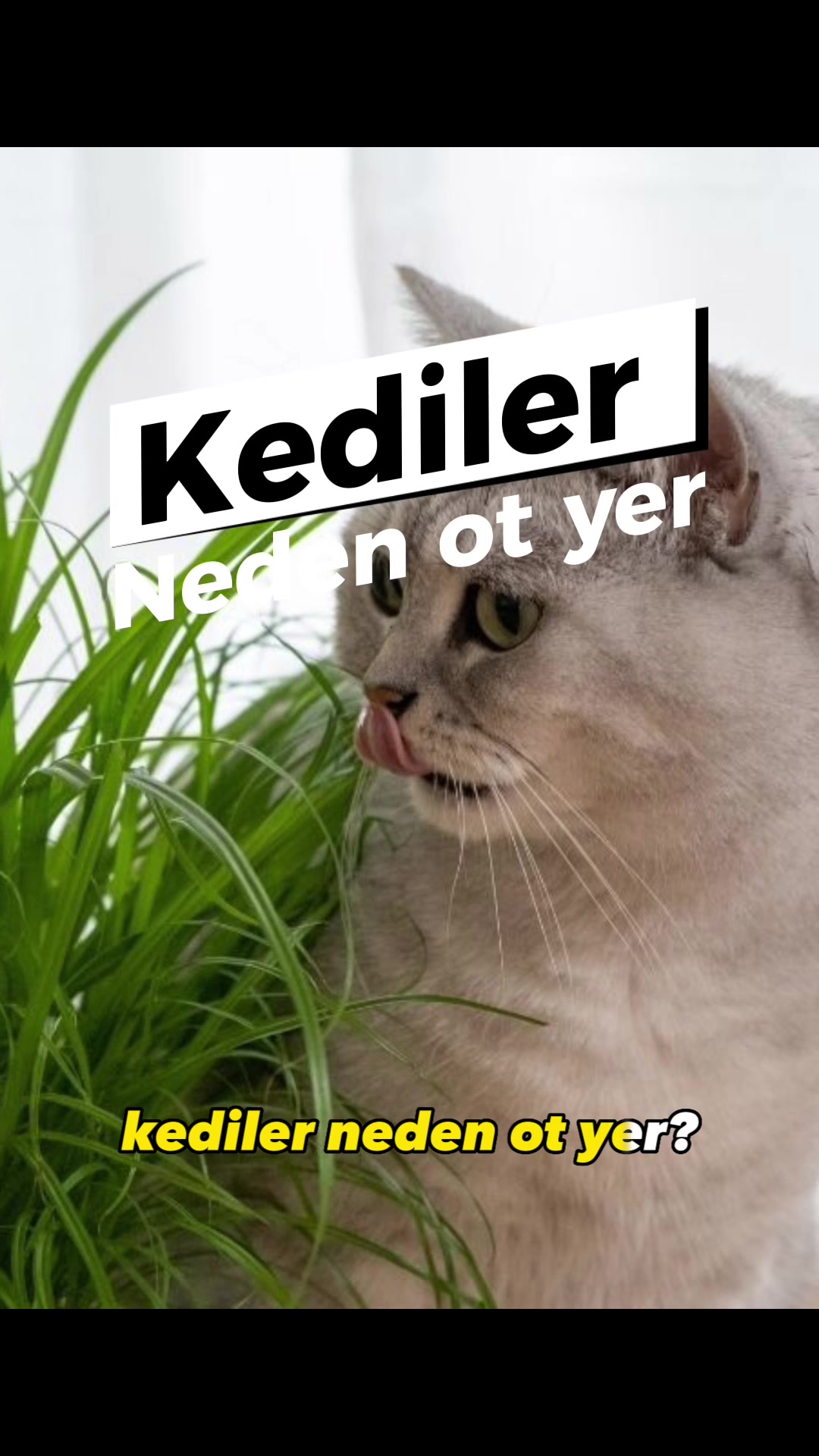 @zekadolabi